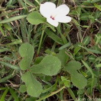 Abelmoschus ficulneus (L.) Wight & Arn.